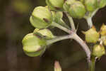 Largeflower milkweed